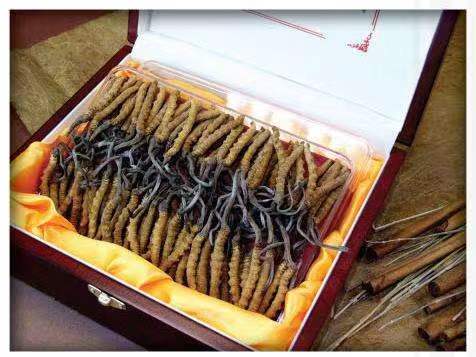 灵丘冬虫夏草回收